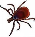 deer tick