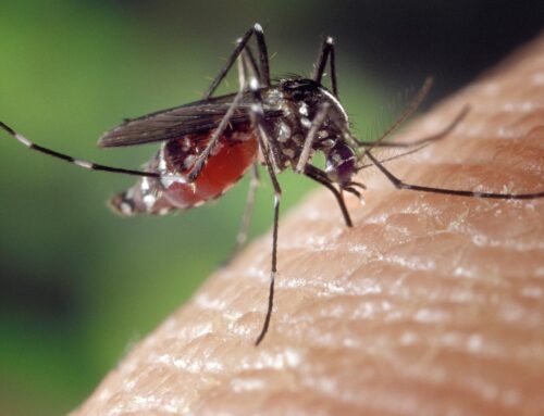 DEEP Mosquito Management Program to Spray for Mosquitoes in Mt. Misery Area of Pachaug State Forest